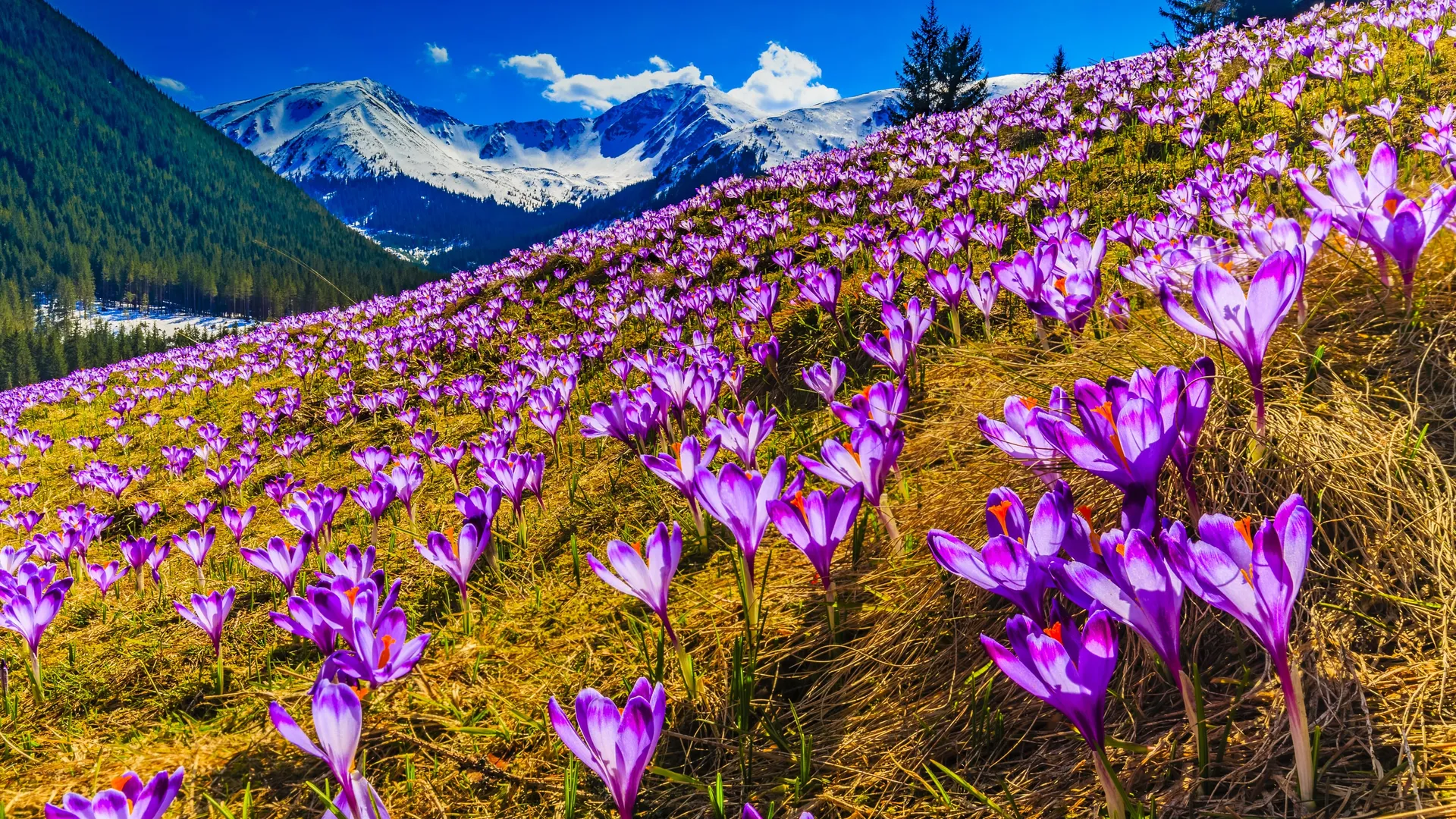 Purple crocuses flowering on a meadow below the Tatras in spring