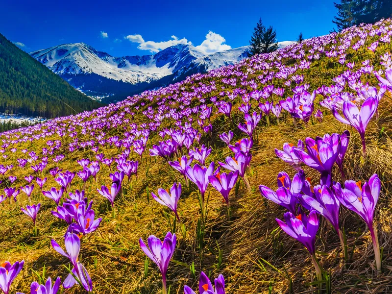 Purple crocuses flowering on a meadow below the Tatras in spring